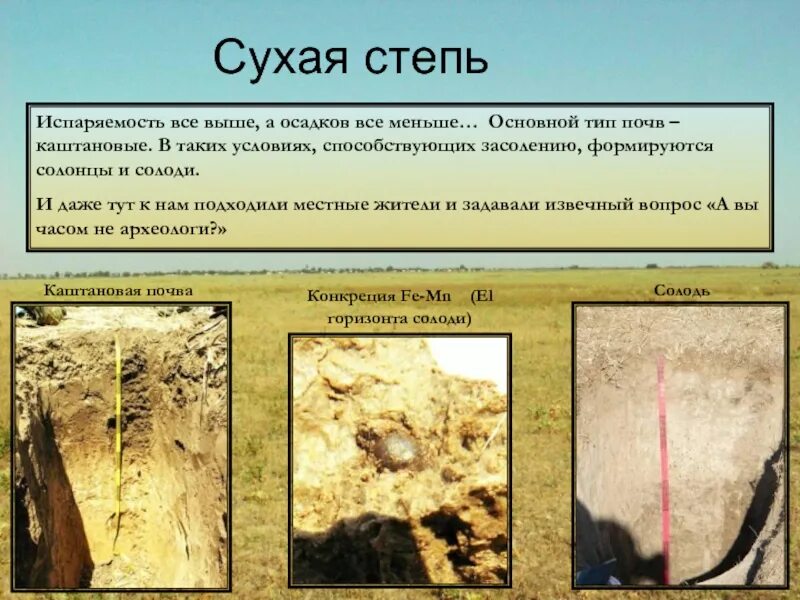 Какой тип почвы в степной зоне. Почвы сухих степей. Почва сухих степей профиль. Сухие степи Тип почвы. Каштановые почвы сухих степей.