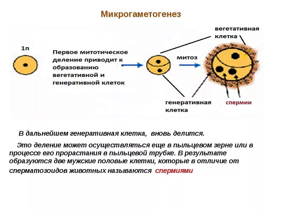 Результат деления генеративной клетки