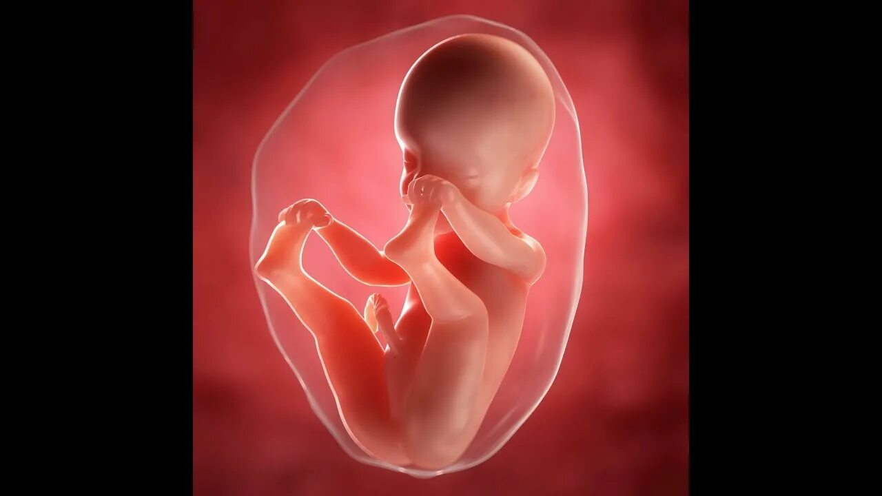 Малыш на 25 неделе. Эмбрион беременна еротик.
