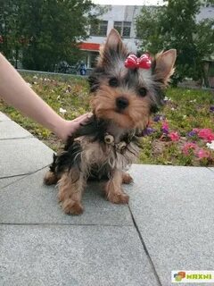 Имена для йоркширского терьера