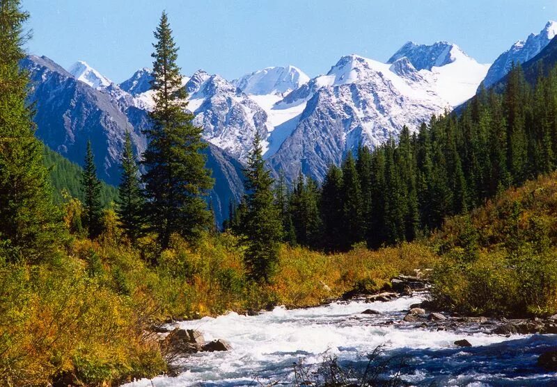 Природный пояс у подножия гор алтай. Золотые горы Алтайского края. Гора Белуха, горный Алтай. Золотые горы Алтая Республика Алтай. Золотые горы Алтая Белуха.