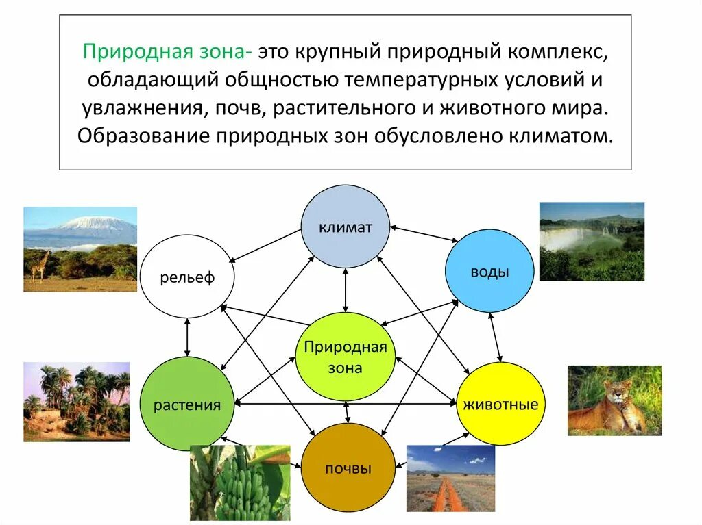 Компонент природного комплекса. Схема природного территориального комплекса. Природные компоненты природного комплекса. Схема природных зон. Установи соответствие природных комплексов