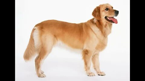 Онлайн ит әтеш