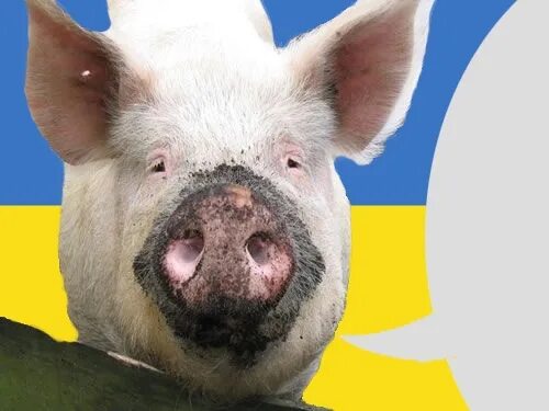 Украинские свинки