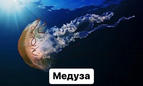 Медуза на английском