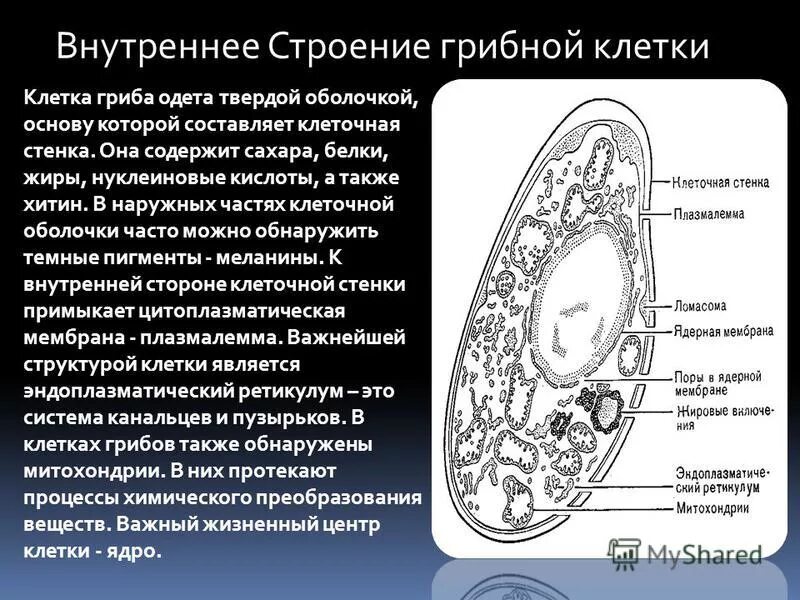 Питание клетки гриба