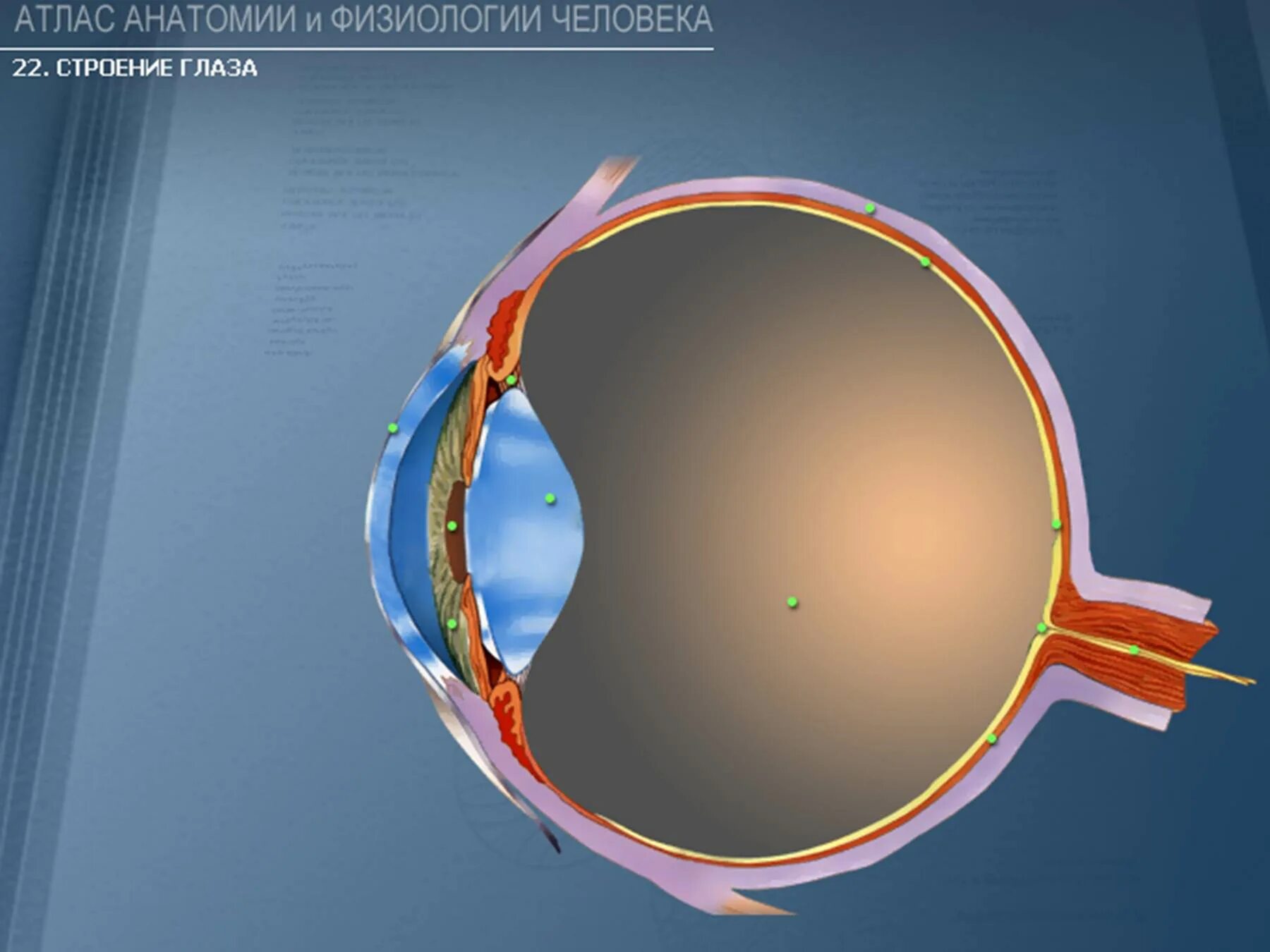 Желтое пятно. Строение зрительного анализатора глазное яблоко. Оболочки глазного яблока схема. Схема строения оболочек глазного яблока. Строение глаза глазное яблоко.