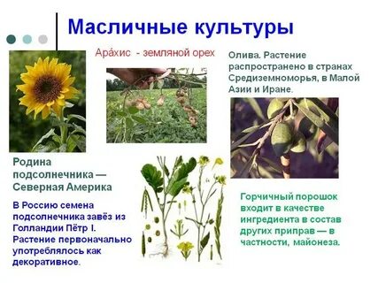 Лекарственные технические культуры