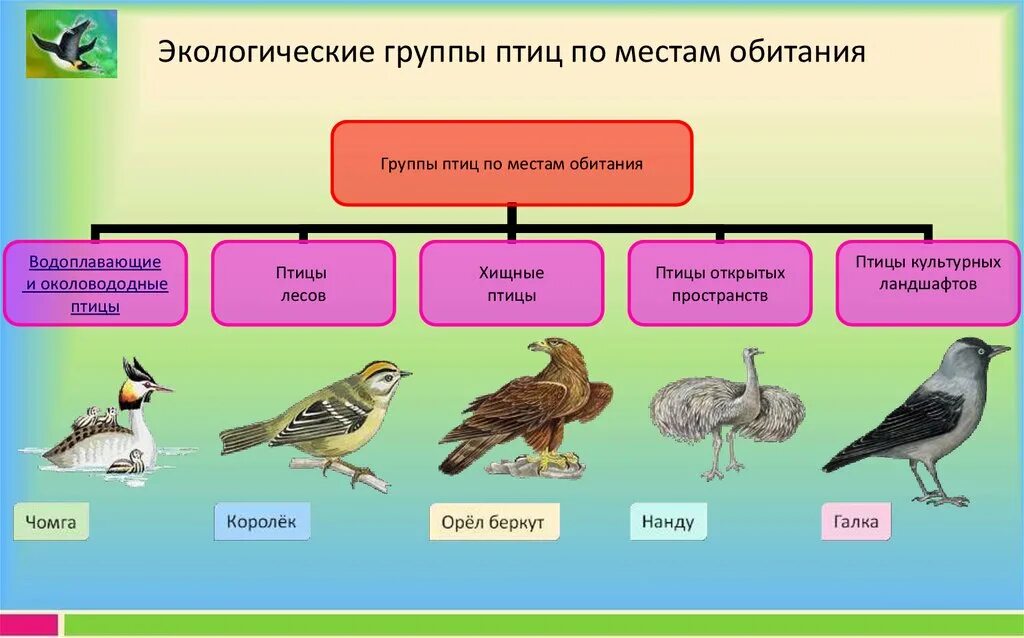 Три группы птиц по характеру сезонных переселений