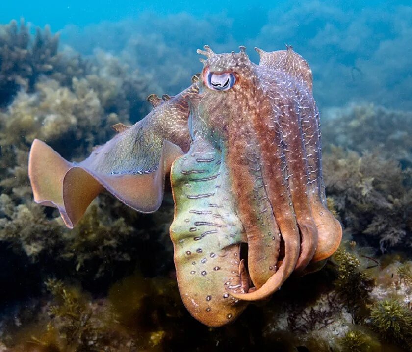 Морские головоногие моллюски. Головоногие каракатицы. Морской монах каракатица. Каракатица индийского океана.