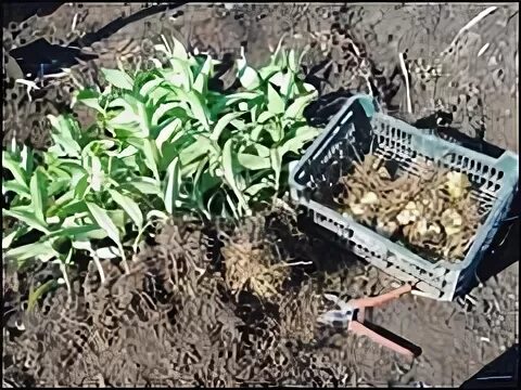 Нужно выкапывать луковицы лилий