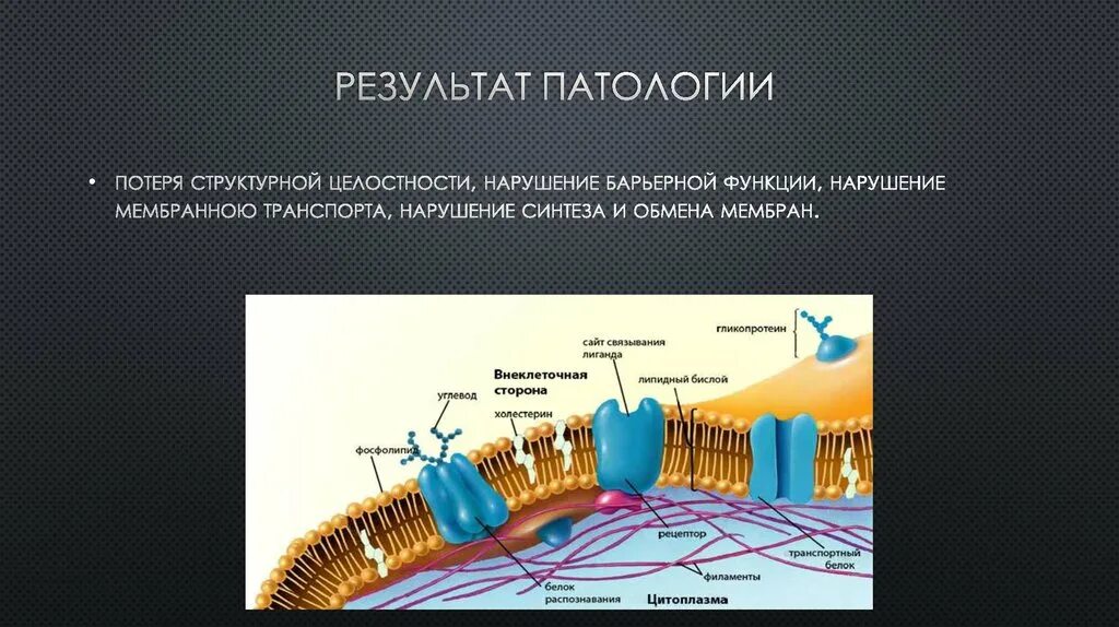 Нарушение целостности тканей и нарушение функции. Механизмы нарушений барьерной функции биологических мембран.. нарушение барьерной функции мембран клетки. нарушение мембранного транспорта. нарушение барьерной функции.