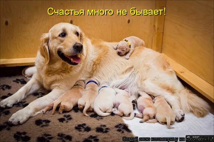 Кошачий корм смешно. Жизнь удалась юмор. Футболка женская счастье. Футболка для учителя с надписью. Счастья много не бывает.