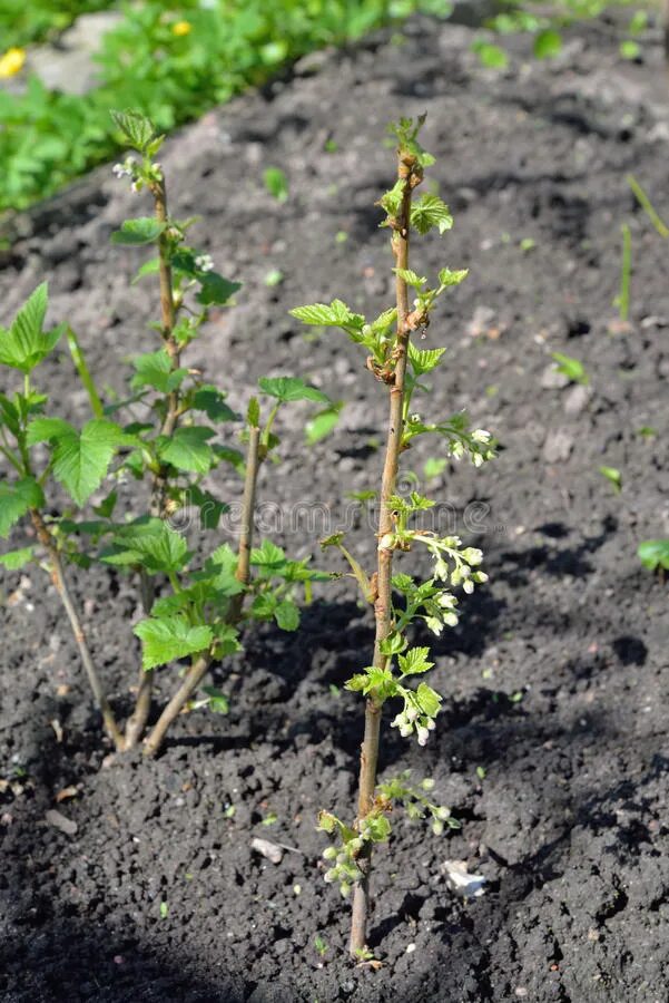 Смородина черная чудесница. Смородина виксне. Смородина черная (ribes nigrum). Ветка смородины. Черная смородина кустарник.