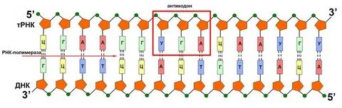 Смысловые участки и рнк