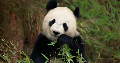 Os pandas