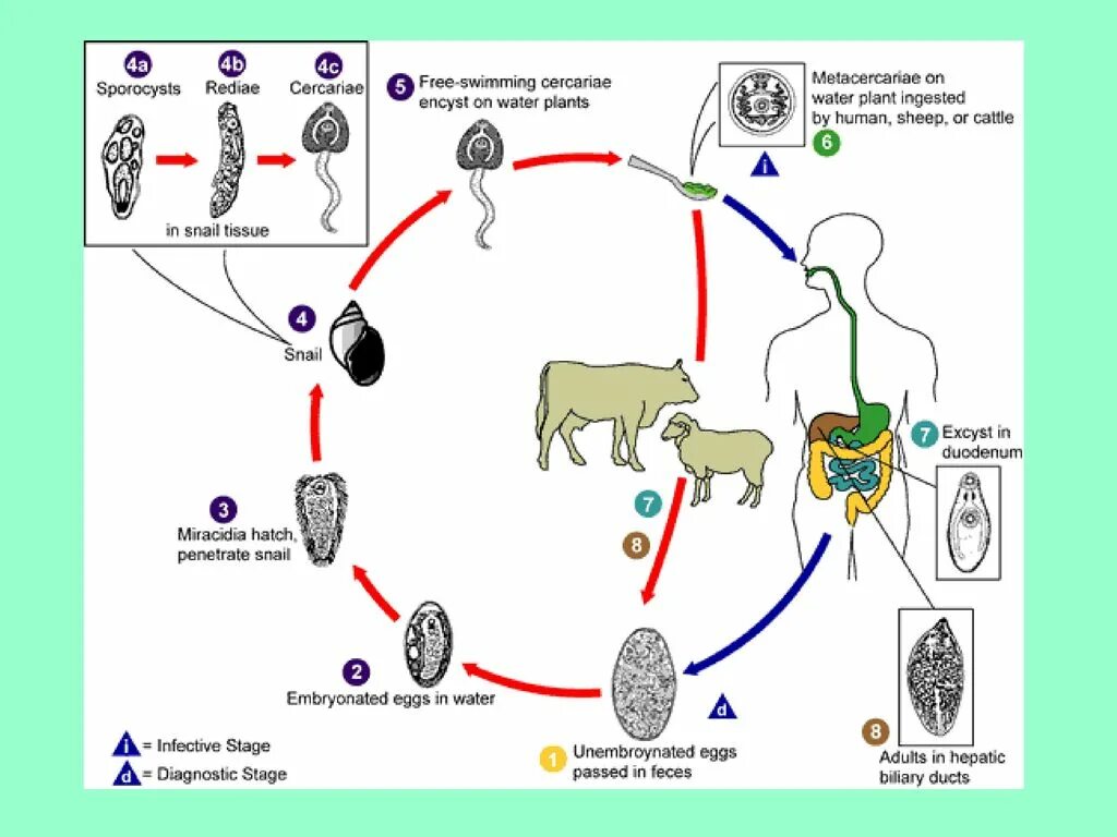 Способ заражения человека печеночным сосальщиком. Цикл развития Fasciola hepatica. Цикл развития печеночной двуустки. Цикл развития фасциолы гепатика. Жизненный цикл печеночного сосальщика.