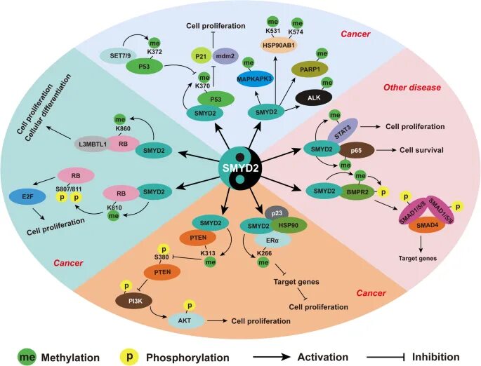 P includes. Ubiquitous language. Ubiquitous language DDD. Histone framed обозначение цветов. PARP inhibitor HRD+ Cancer and normal Cell.