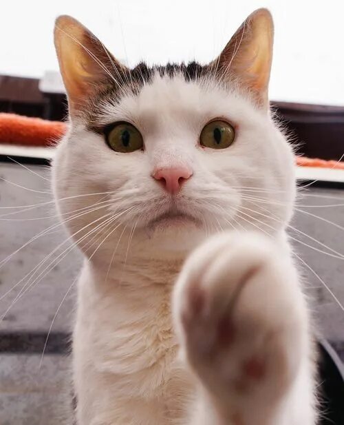 Кот с лапкой мем how is my paw .... #cats #cat #kittens #catlovers# funnycat #catquotes# catlover