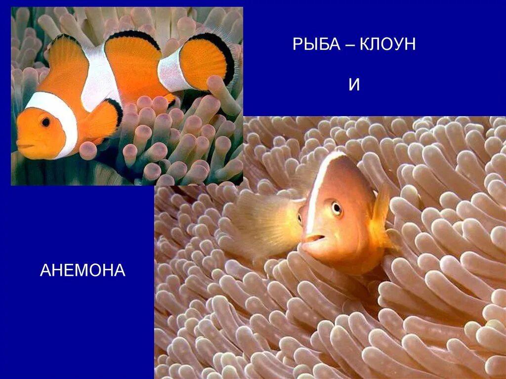Рыба клоун и актиния симбиоз. Симбиоз квартиранство. Немо в актинии. Клоун в содружестве с актинией 4 буквы. Клоун в содружестве с актинией 4 буквы.
