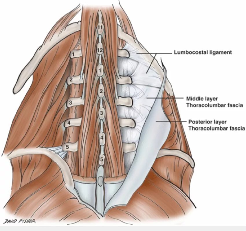 Ligamentum lumbocostale. Ligamentum thoracolumbalis. Фасция тораколюмбалис. Пояснично-грудная фасция (fascia thoracolumbalis). Noted back