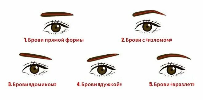 Что означают брови. Физиогномика брови. форма бровей характер человека. типы бровей физиогномика. круглая форма глаз схема.