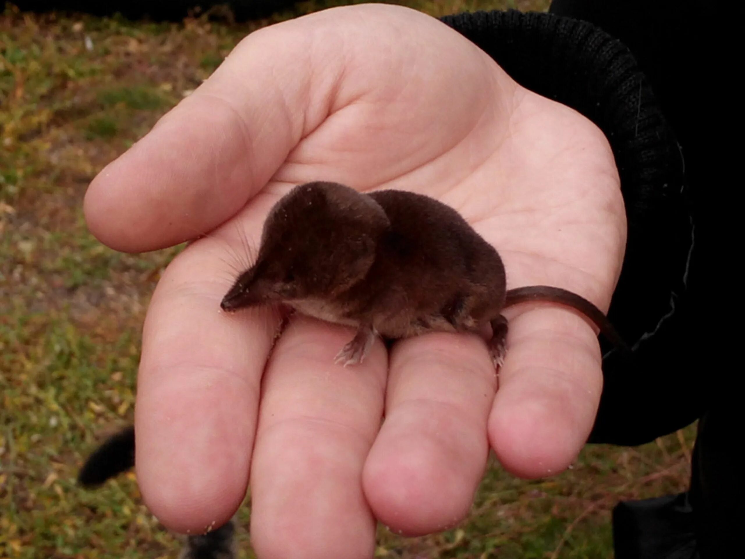 Насекомоядные златокротовые. Выхухоль детеныш. Детеныш крота. Дамарский пескорой. Слепыш землеройка детеныш.