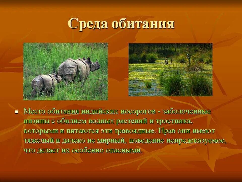 Носорог среда обитания. Среда и место обитания. Среда обитания белого носорога. Сообщение о носороге.