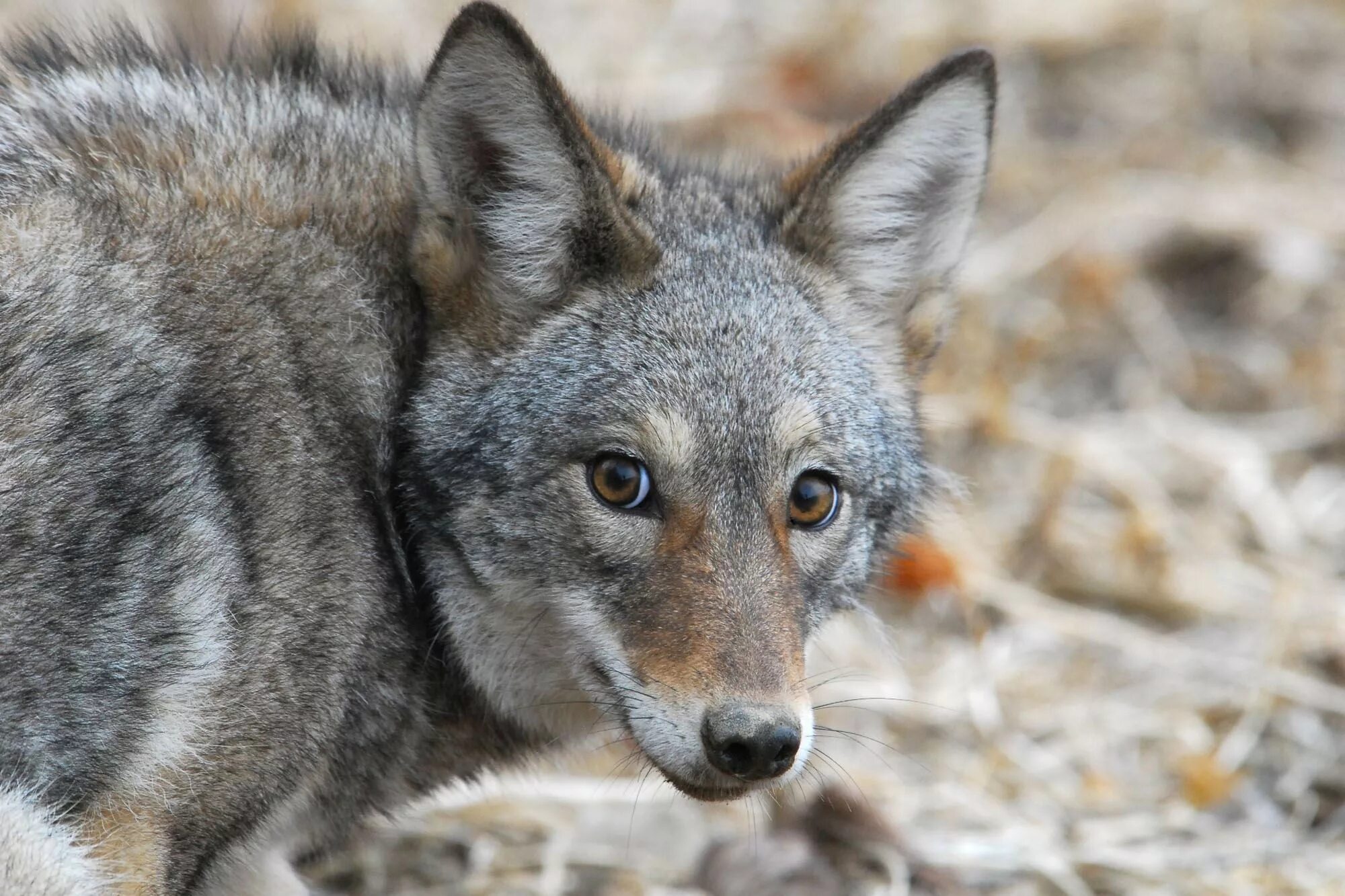 Аляскинский волк. Животные хабаровского края волк. Волчонок волков. Волк картинка. Картина волчья семья художник.