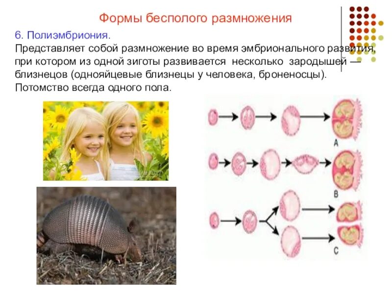 Размножение броненосцев полиэмбриония. Схема размножения полиэмбриония. Полиэмбриония у броненосцев размножение бесполое. Размножение организмов. Полиэмбриония. О сохранении и размножении народа