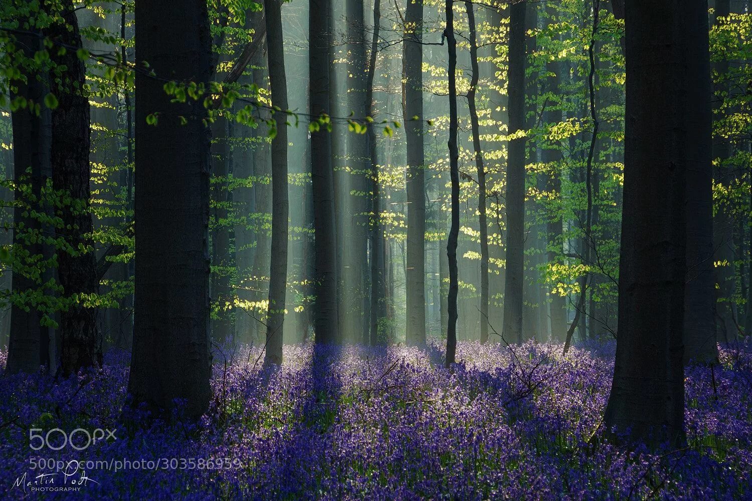 Spring scenes. Утренний весенний лес. утренний лес весной. spring forest. spring scene.