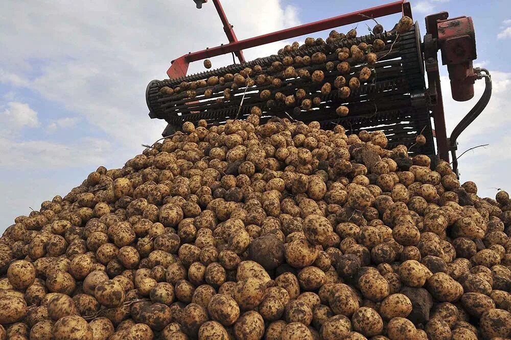 Поле картофеля. Упаковщик овощей. Производители картофеля. Картофельные производители. Картофельные производители.