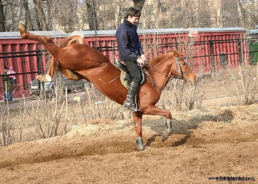 человек на лошади. тату лошадь для девушек. тату белая лошадь. конюх с лошадью. ветеринар.