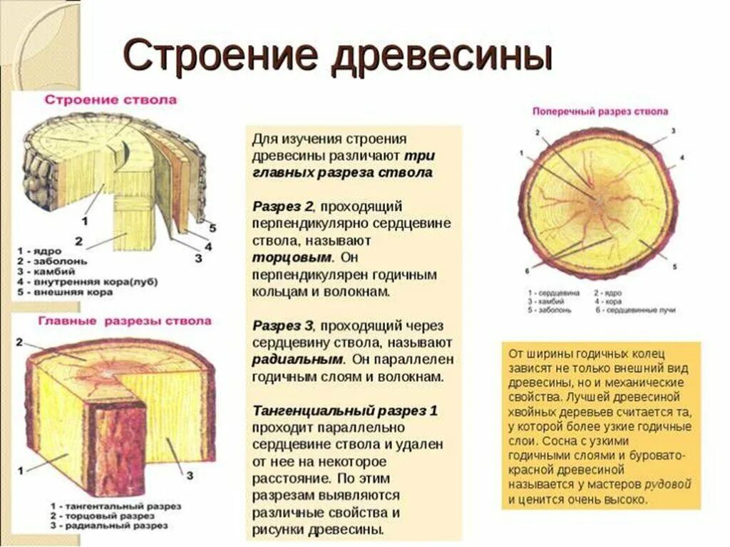 Какое значение поперечного. Описать строение древесины. Макроскопическое строение ствола дерева. Строение древесины 5 класс биология. Строение ствола хвойного дерева.