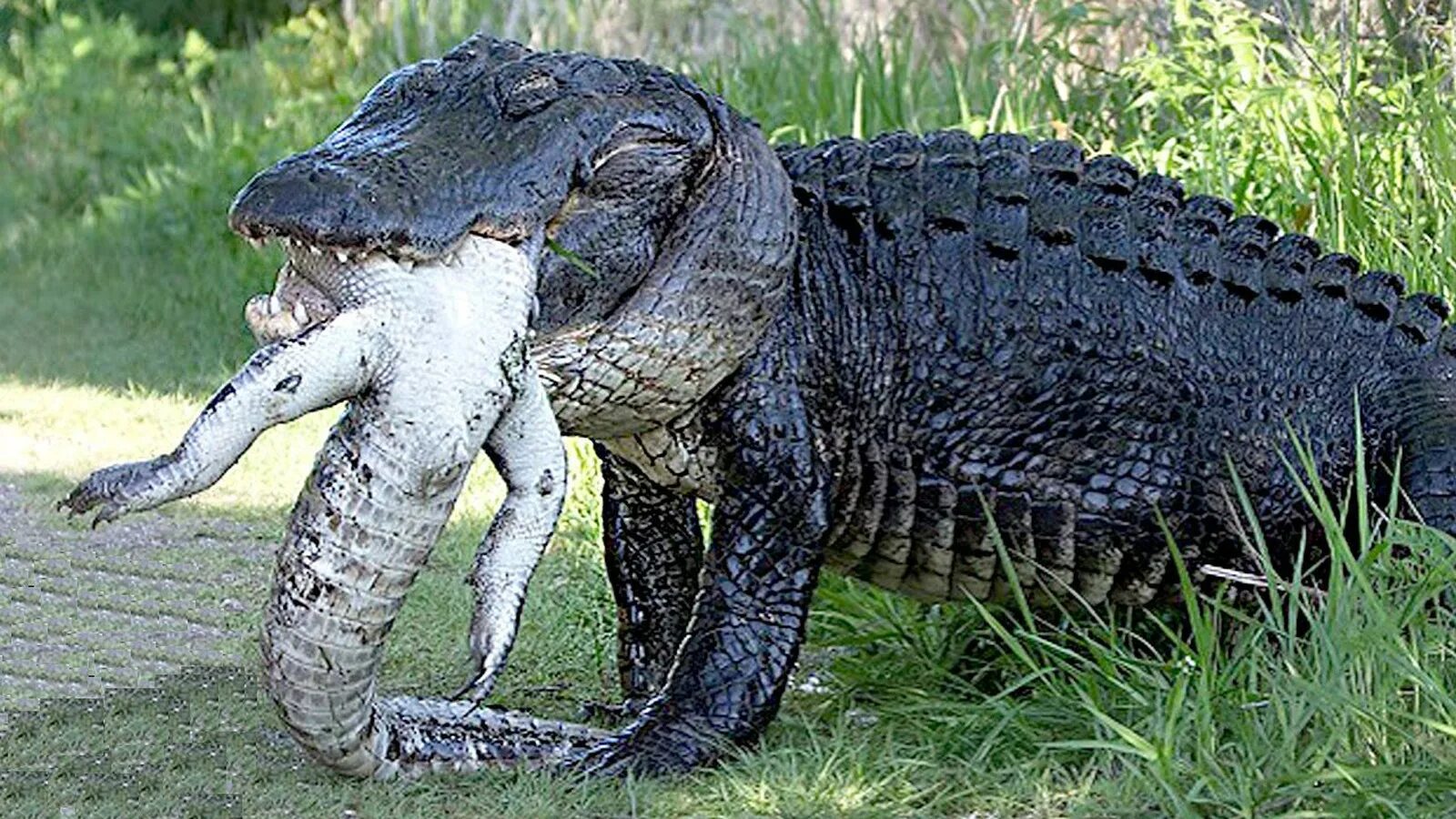 Самый большой аллигатор. Самый большой Нильский крокодил.