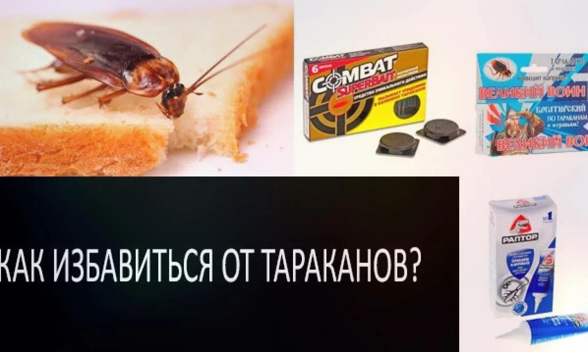Избавиться от тараканов в квартире навсегда. Избавиться от тараканов. самое эффективное средство от тараканов в общежитии. как лучше избавиться от тараканов в квартире.