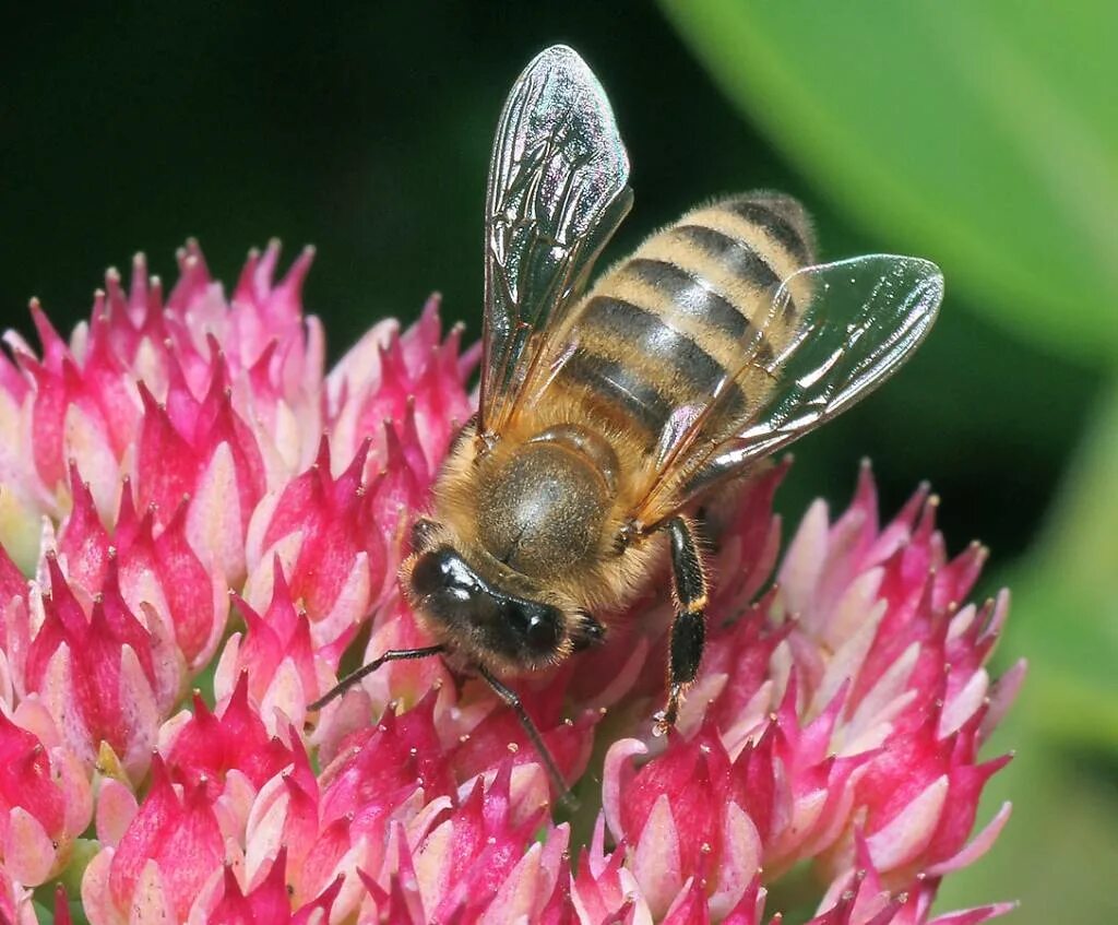 APIS mellifera mellifera. Медоносная пчела. Перепончатокрылые медоносная пчела. Медоносная пчела медоносная. Www apis ru