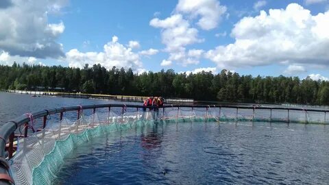 Производитель форели карелия