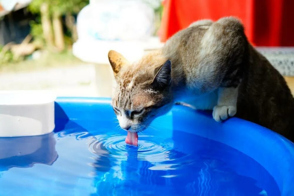 Как приучить котенка пить