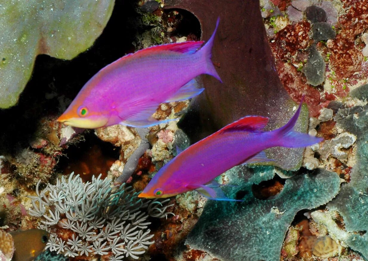 Рыба антиас королевский. Розовая рыба. Морские рыбы розовая рыба. Морские рыбы розовая рыба. Розовый фламинго рыбка аквариумная.