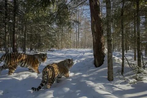Центру амурский тигр назовите этот заповедник