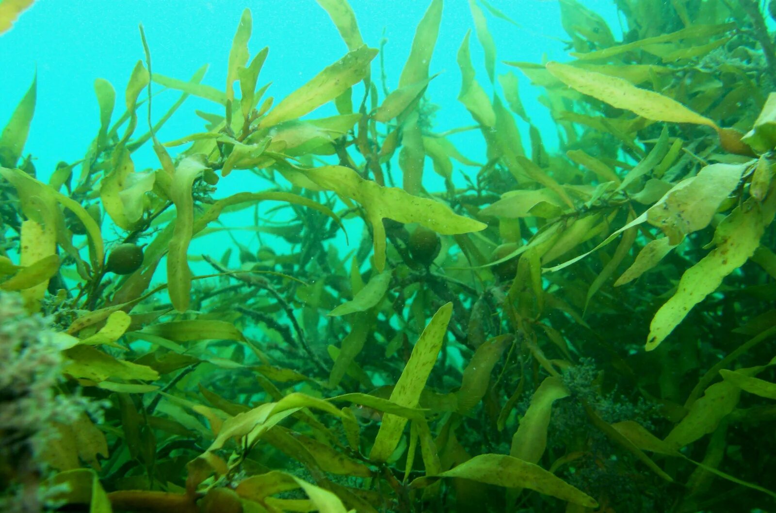Морскую добавить. Морскую добавить
