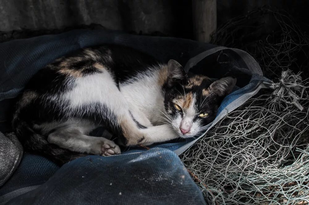 Место для уединения. Корабельная роща нижнекамск. Котик бедный а не комный. Ищет укромное место. Укромное местечко 6 букв.