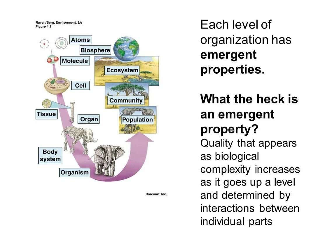 Emergent Vocabulary frame.