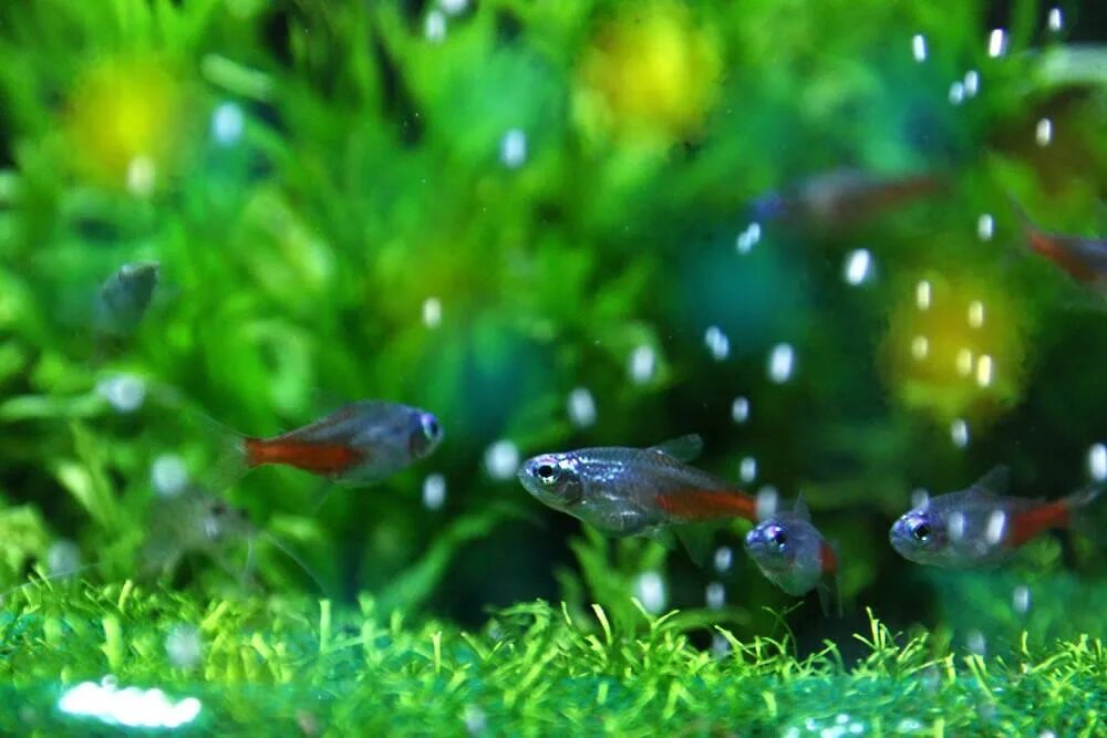 Икра неона. Гуппи и барбусы. Икра крапчатого сомика. Икра данио рерио. Мальки данио макросъемка.