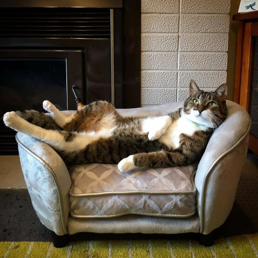 Котик на диване. Как понять что кот вас любит. Как понять что кошка хочет кота. Кот спит с хозяином. Кошка в осмотрительности полагается.