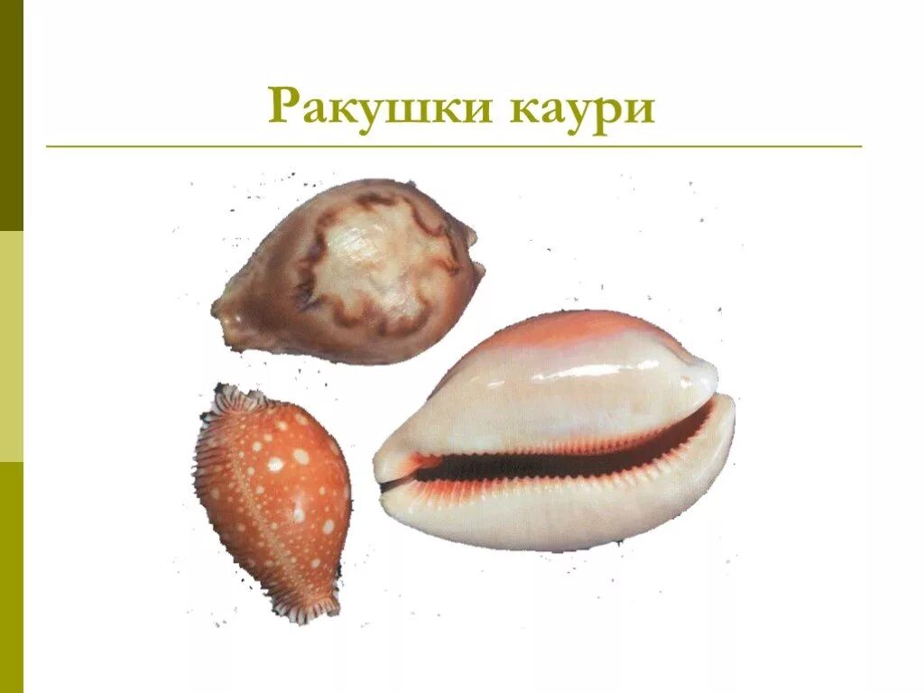 Моллюски деньги. Раковины Каури деньги на Руси. Раковины моллюска Каури. Ракушки Каури происхождение. Ракушки моллюсков Каури.