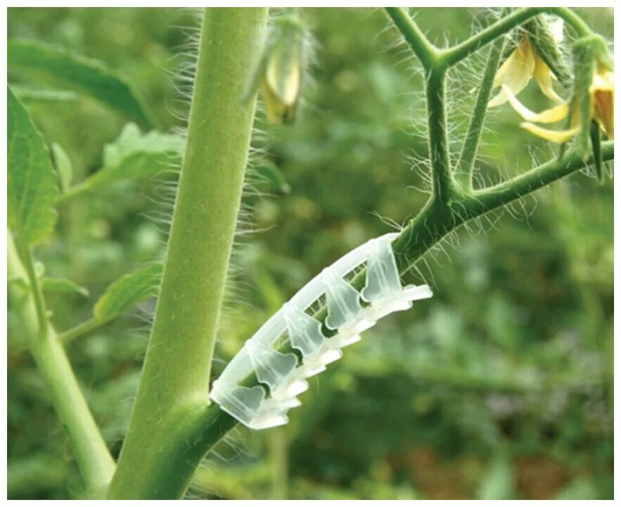 кистедержатель улитка. кистедержатель для томата. кистедержатель для томатов улитка. помидор крючком. кистедержатель крючок для томатов.