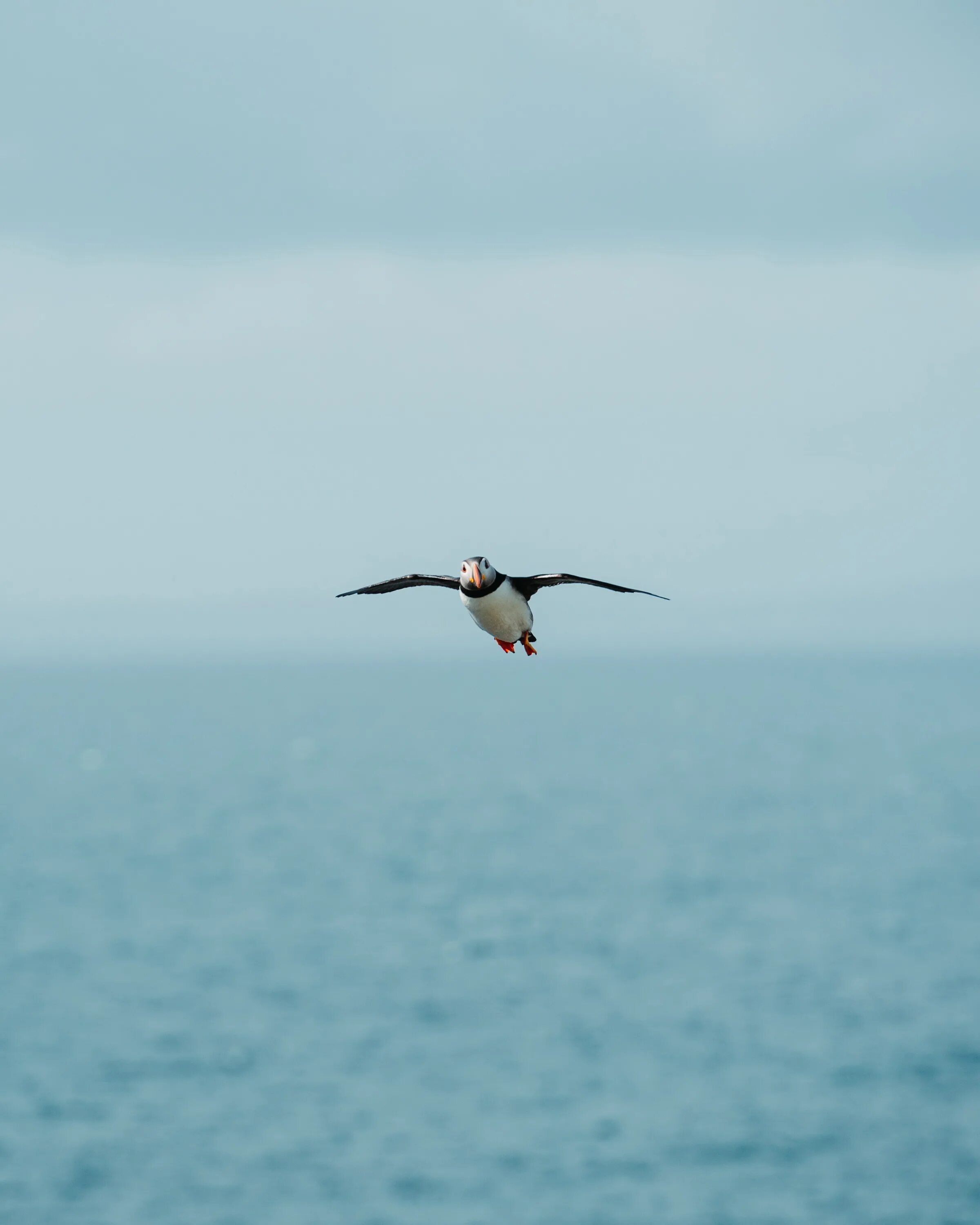 Полет над морем. Полет над морем. Закат на море. Чайки над морем. Чайка севастополь.