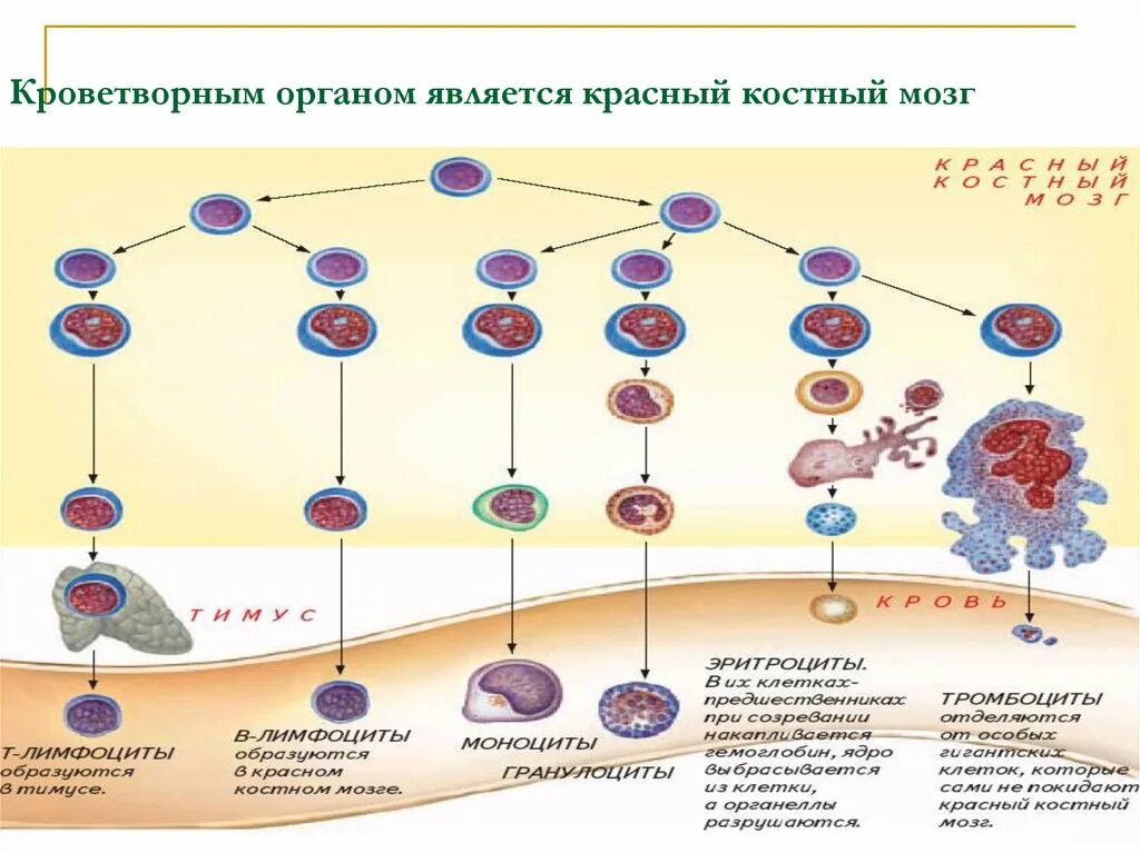 Кроветворный костный мозг. Строение кроветворных органов. Клетки кроветворной системы. Образование клеток крови в Красном костном мозге. Какой орган кроветворный